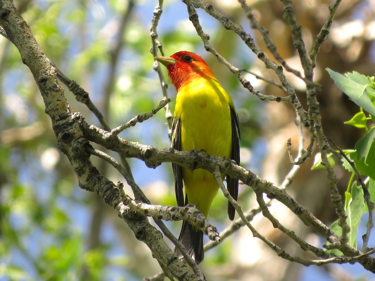 Western Tanager - ML58468611