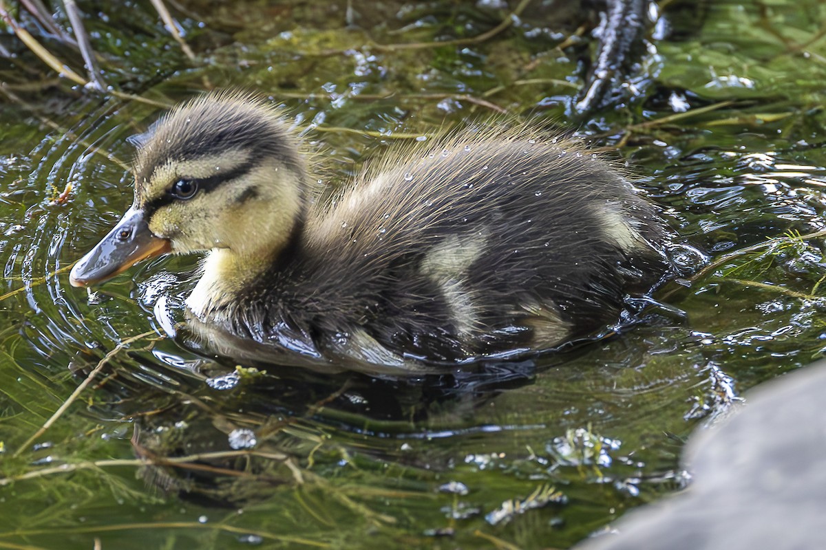 New York Breeding Bird Atlas Checklist - 14 Jun 2023 - Rockland Lake SP