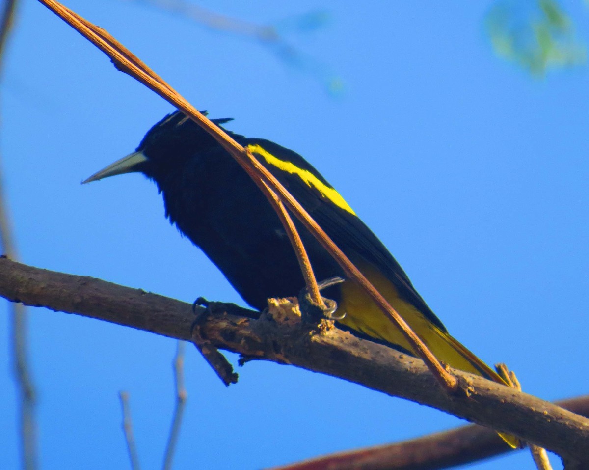 Yellow-winged Cacique - ML584690551