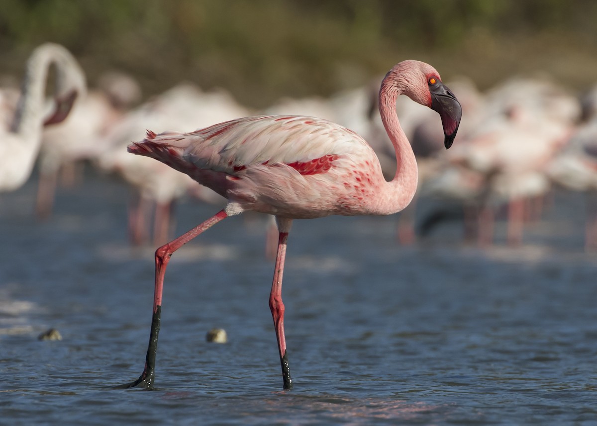 Lesser Flamingo - ML584691821