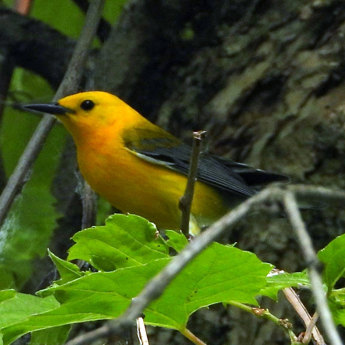 Prothonotary Warbler - ML584692931