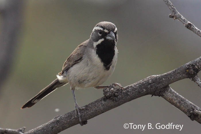 Black-throated Sparrow - Tony Godfrey
