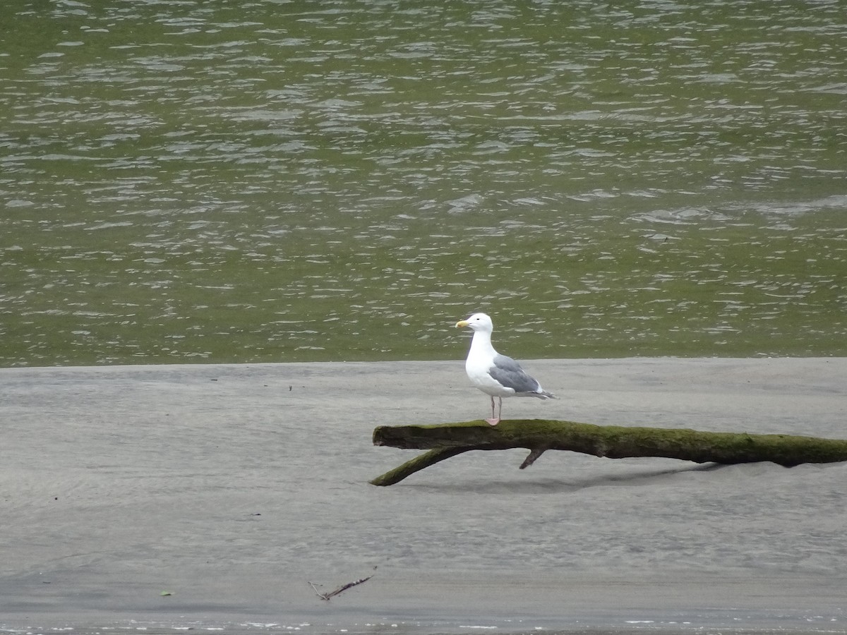 Glaucous-winged Gull - Abby Lawson