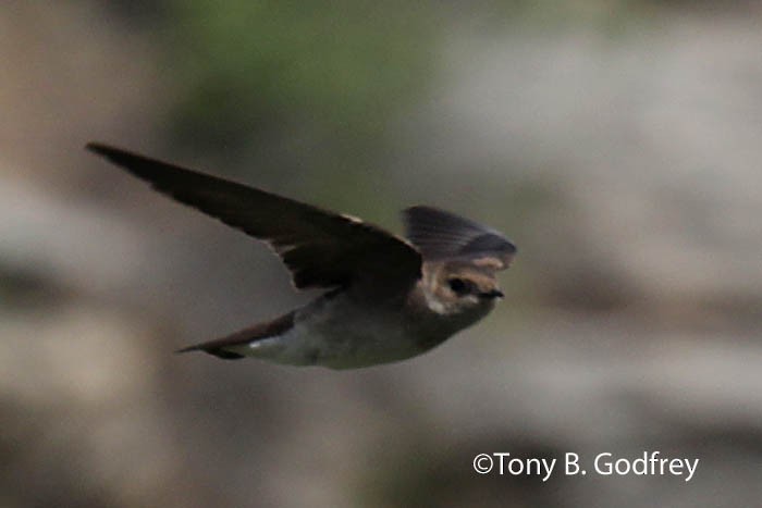 Northern Rough-winged Swallow - Tony Godfrey