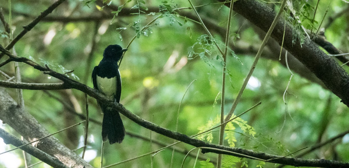 Philippine Magpie-Robin - Forest Botial-Jarvis