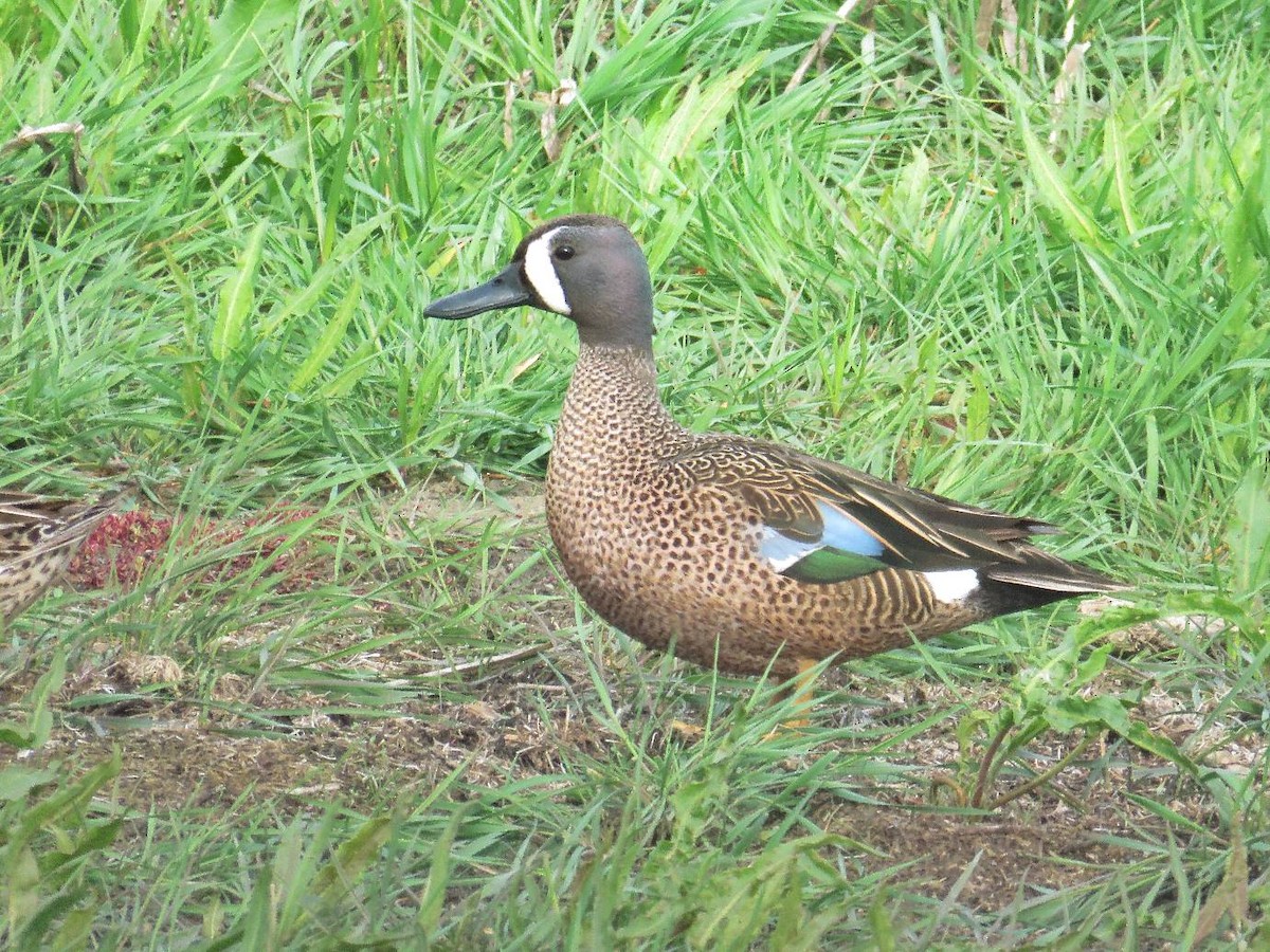Blue-winged Teal - ML58470111