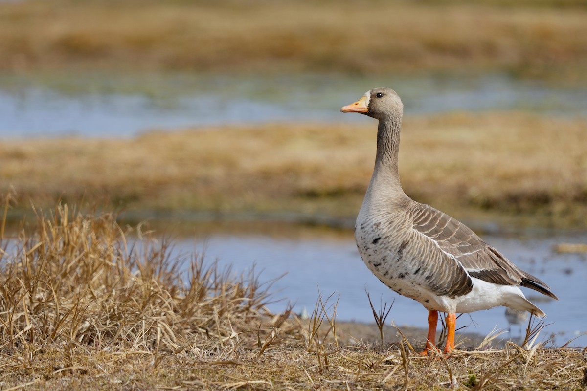 Greater White-fronted Goose - ML584702471