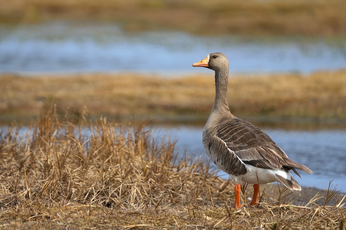 Greater White-fronted Goose - ML584702481