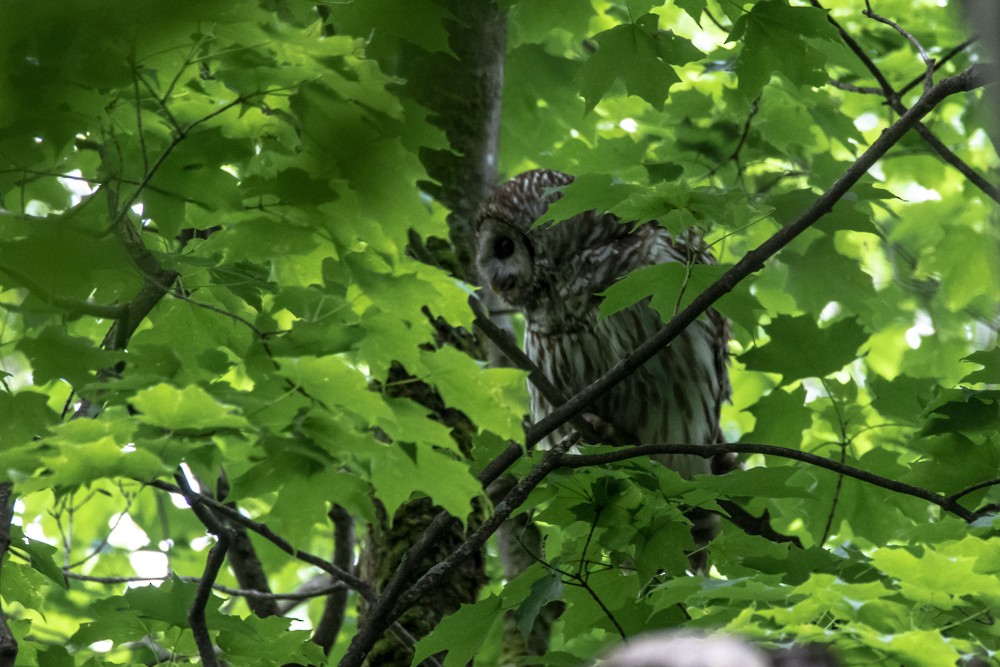 Barred Owl - Jean-Guy Papineau