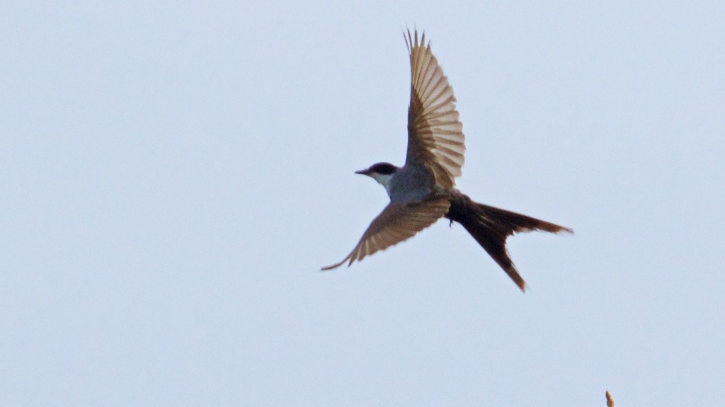 Fork-tailed Flycatcher - Ed Harper