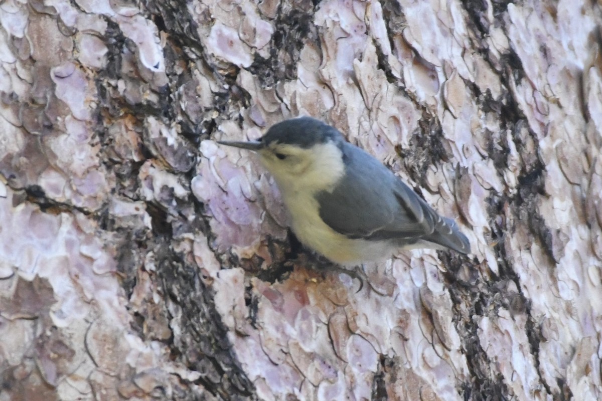 White-breasted Nuthatch - ML584709921