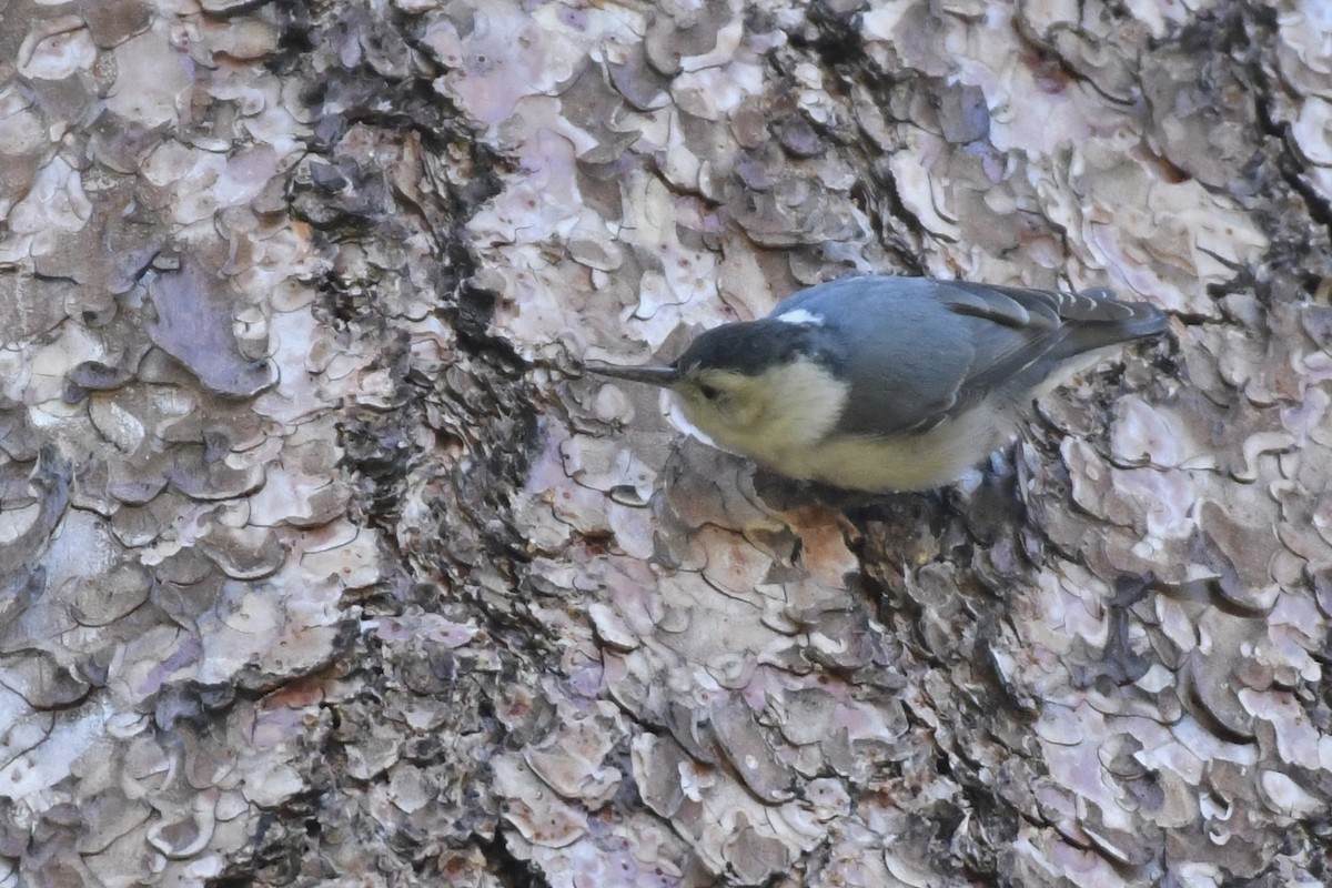 White-breasted Nuthatch - ML584709931