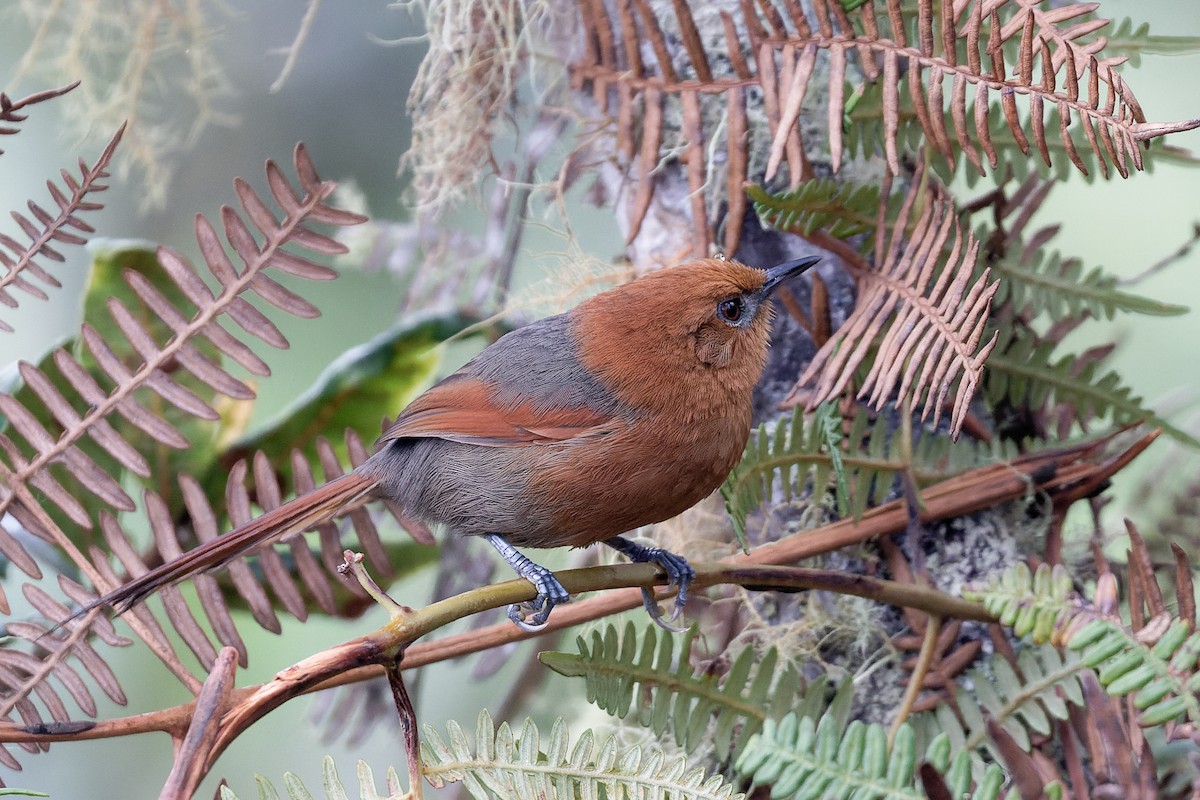 Rusty-headed Spinetail - ML584710061