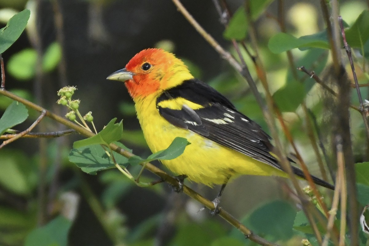 Western Tanager - ML584710361
