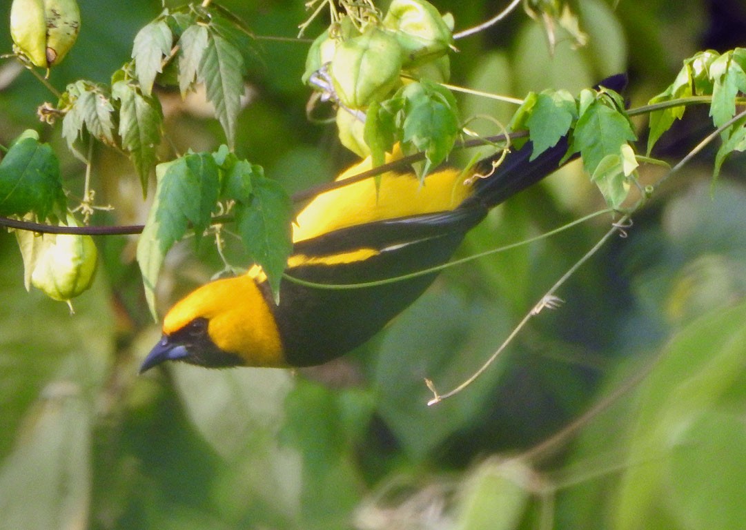 Yellow-tailed Oriole - ML584710471
