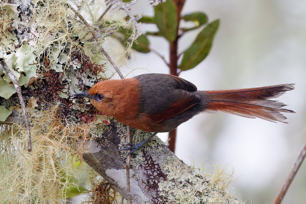 Rusty-headed Spinetail - ML584710941