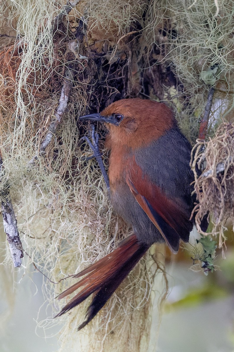 Rusty-headed Spinetail - ML584711931
