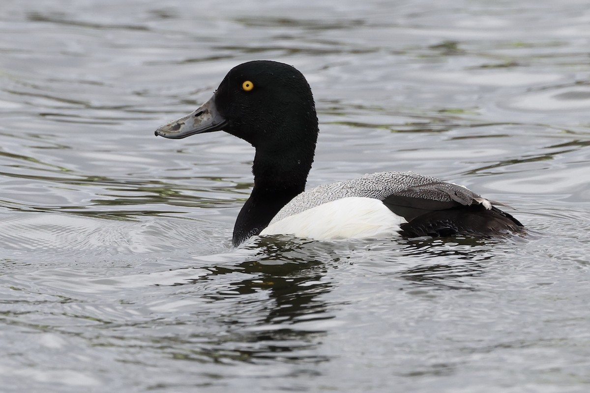 Greater Scaup - ML584712321