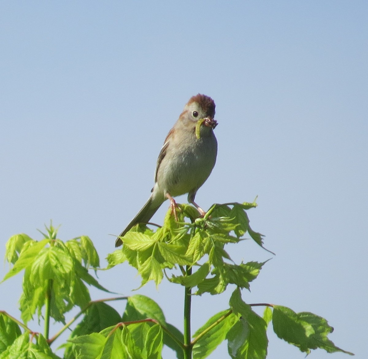 Field Sparrow - ML584714281