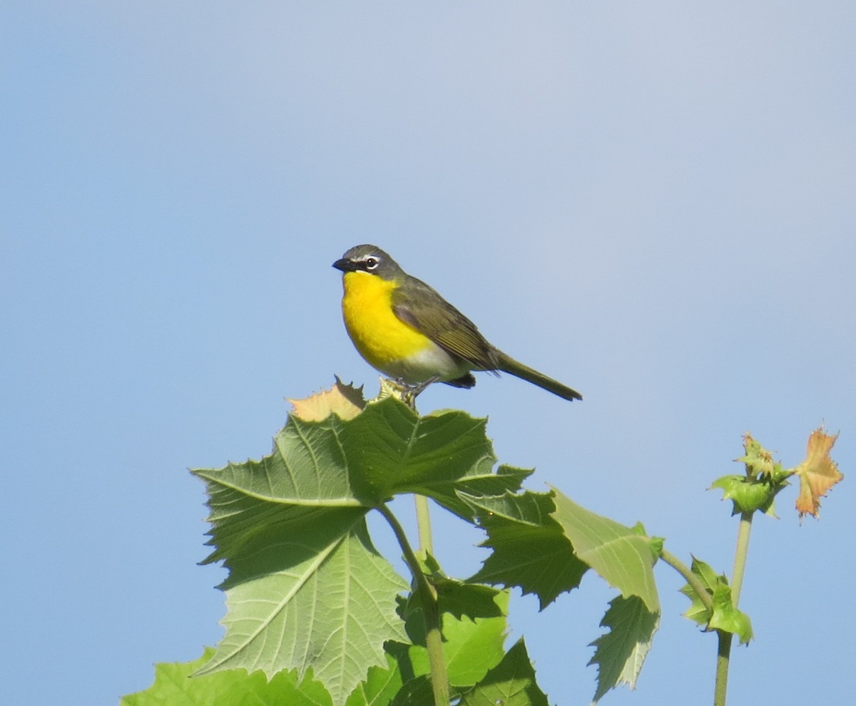Yellow-breasted Chat - ML584714821