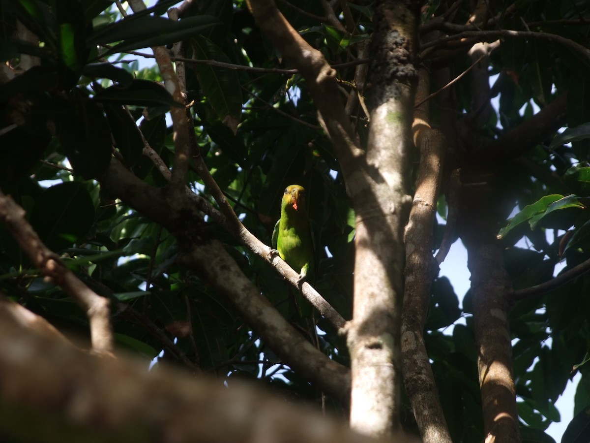 Golden-tailed Parrotlet - ML584716061