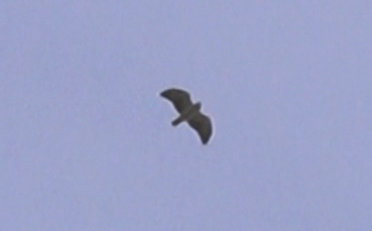 Short-tailed Hawk - Jouko Haapamaa