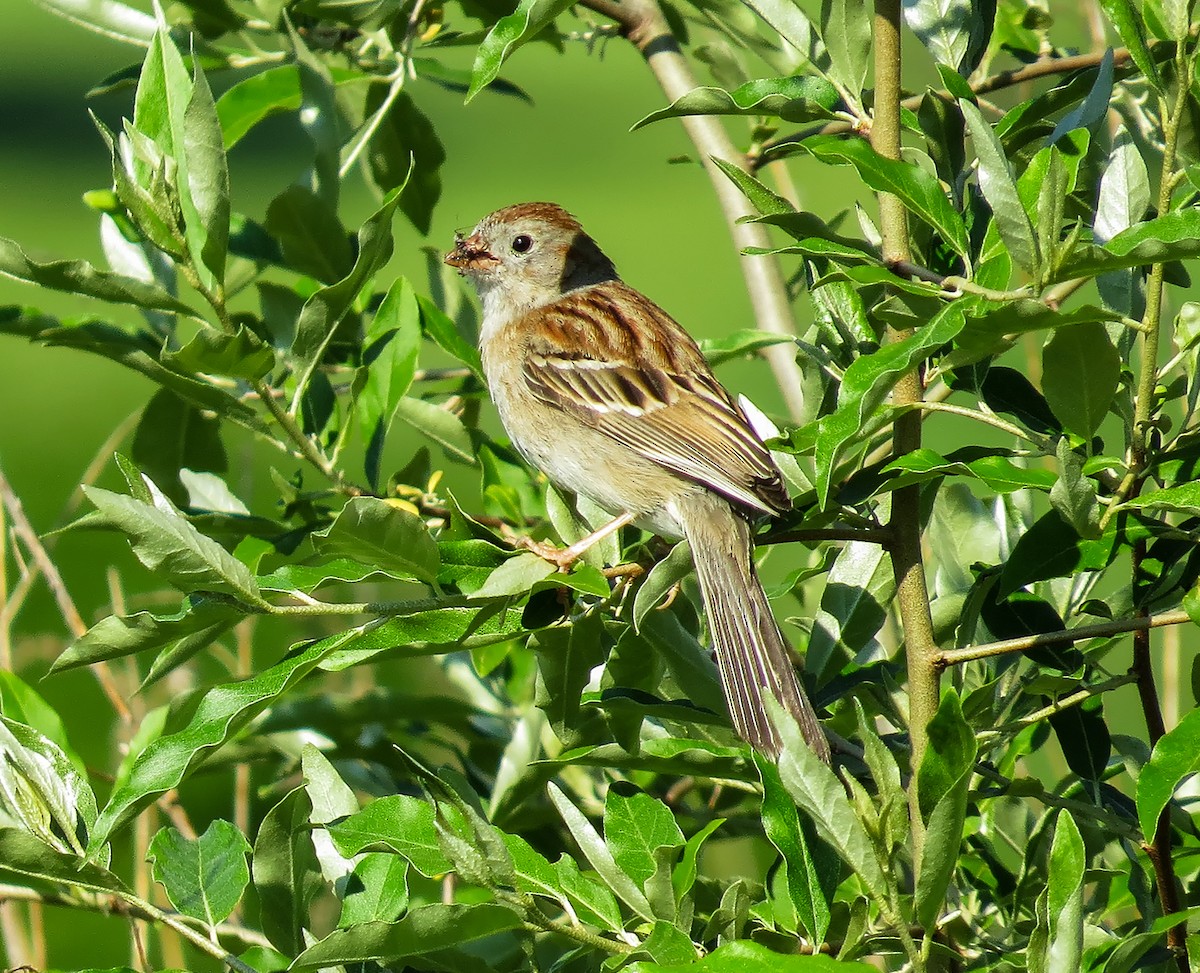 Field Sparrow - John Good