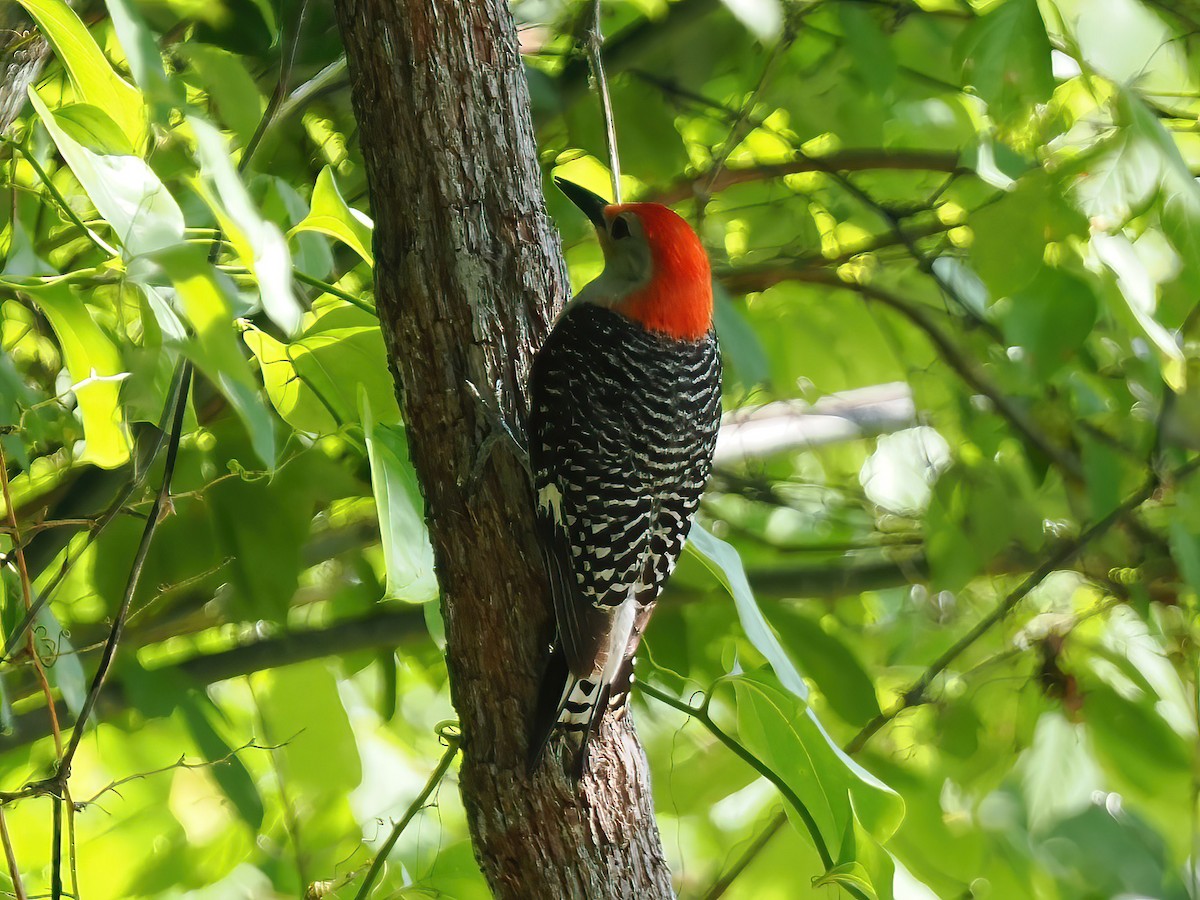 Red-bellied Woodpecker - ML584718311