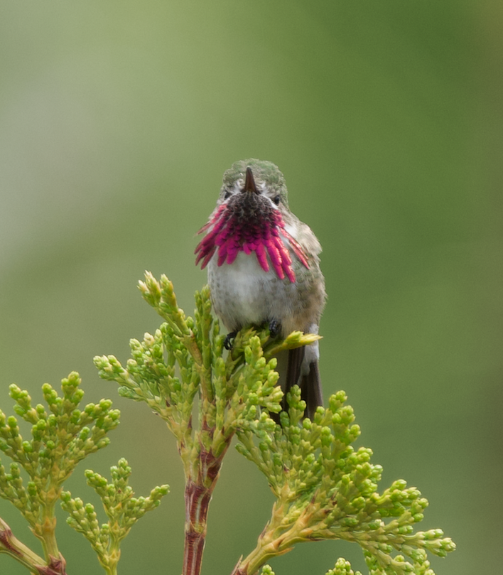 Calliope Hummingbird - ML584722441