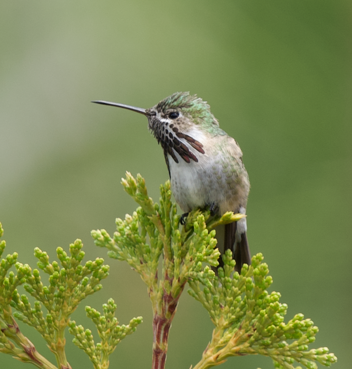 Calliope Hummingbird - ML584722471