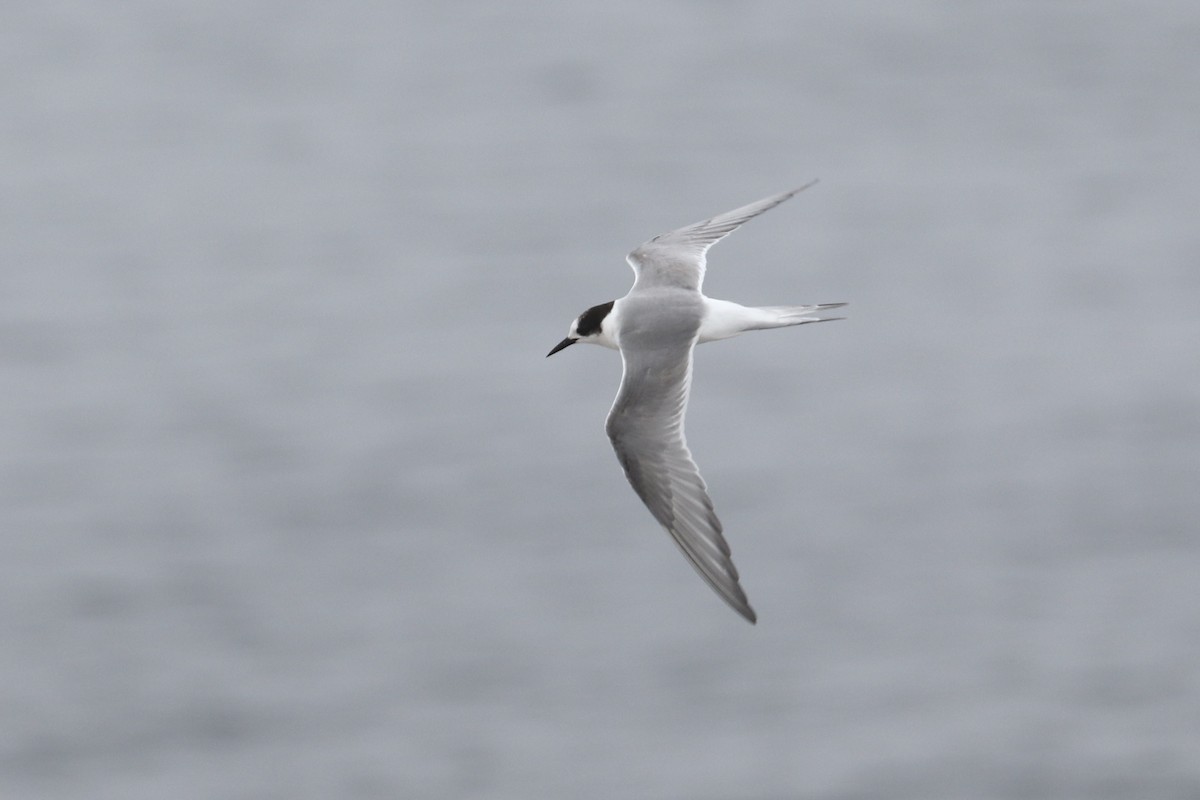 Arctic Tern - Levi Sheridan