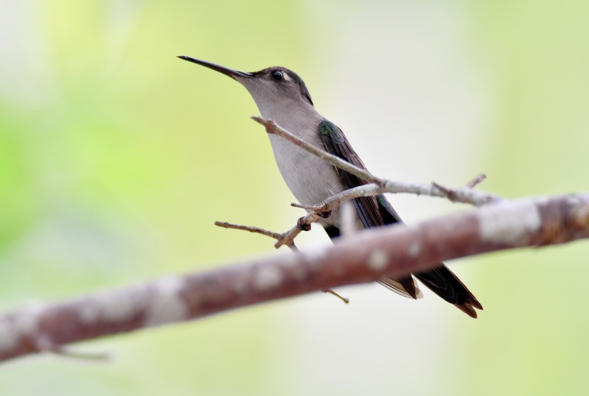 kolibřík klínoocasý - ML584728931