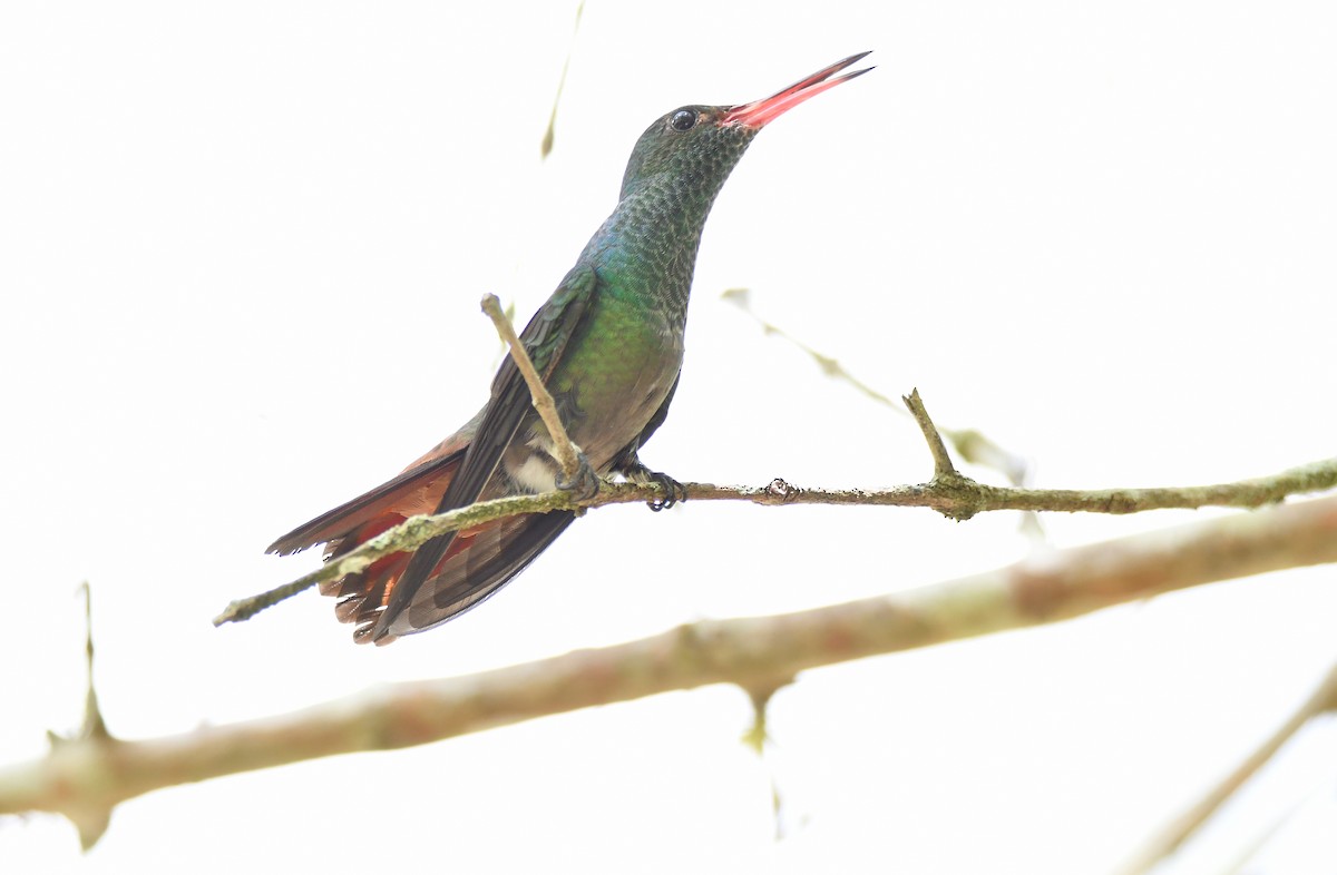 Rufous-tailed Hummingbird - ML584729061