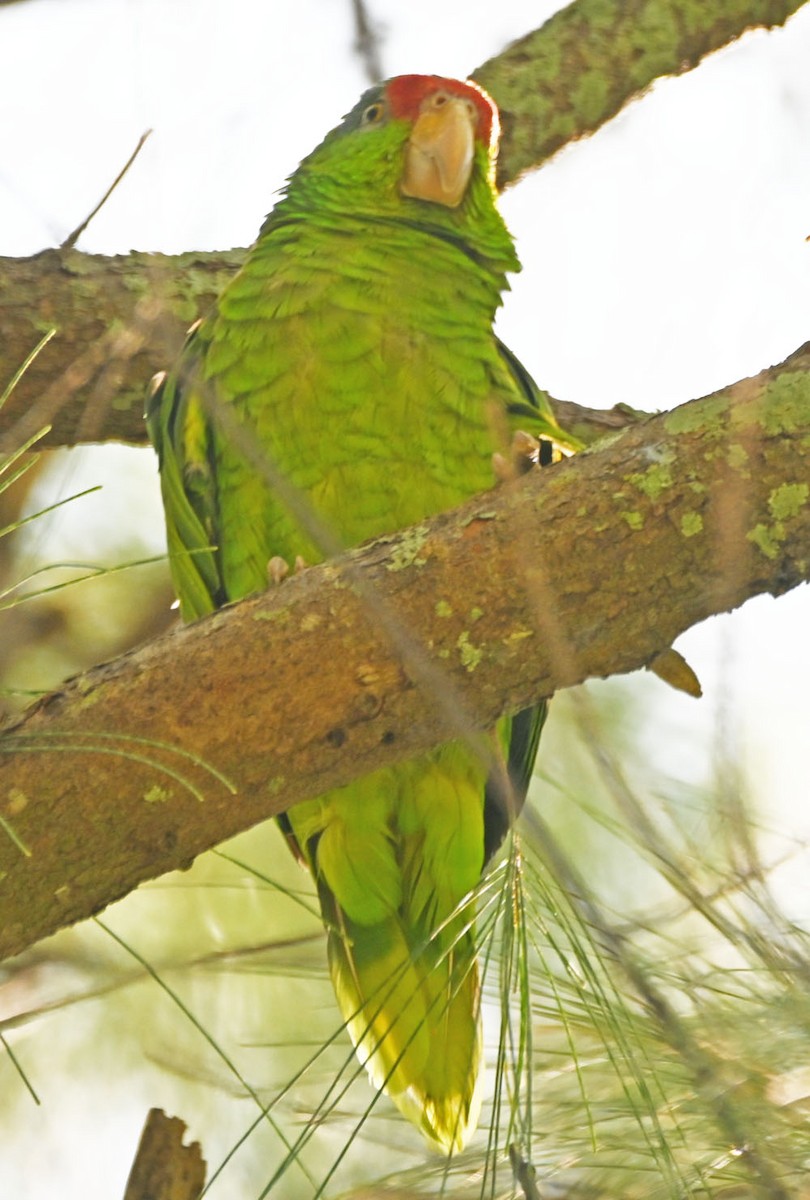 Red-crowned Parrot - ML584729851