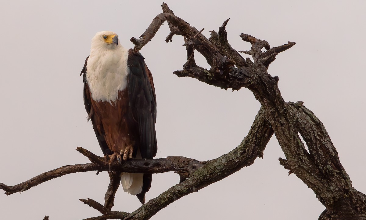 African Fish-Eagle - ML584738191