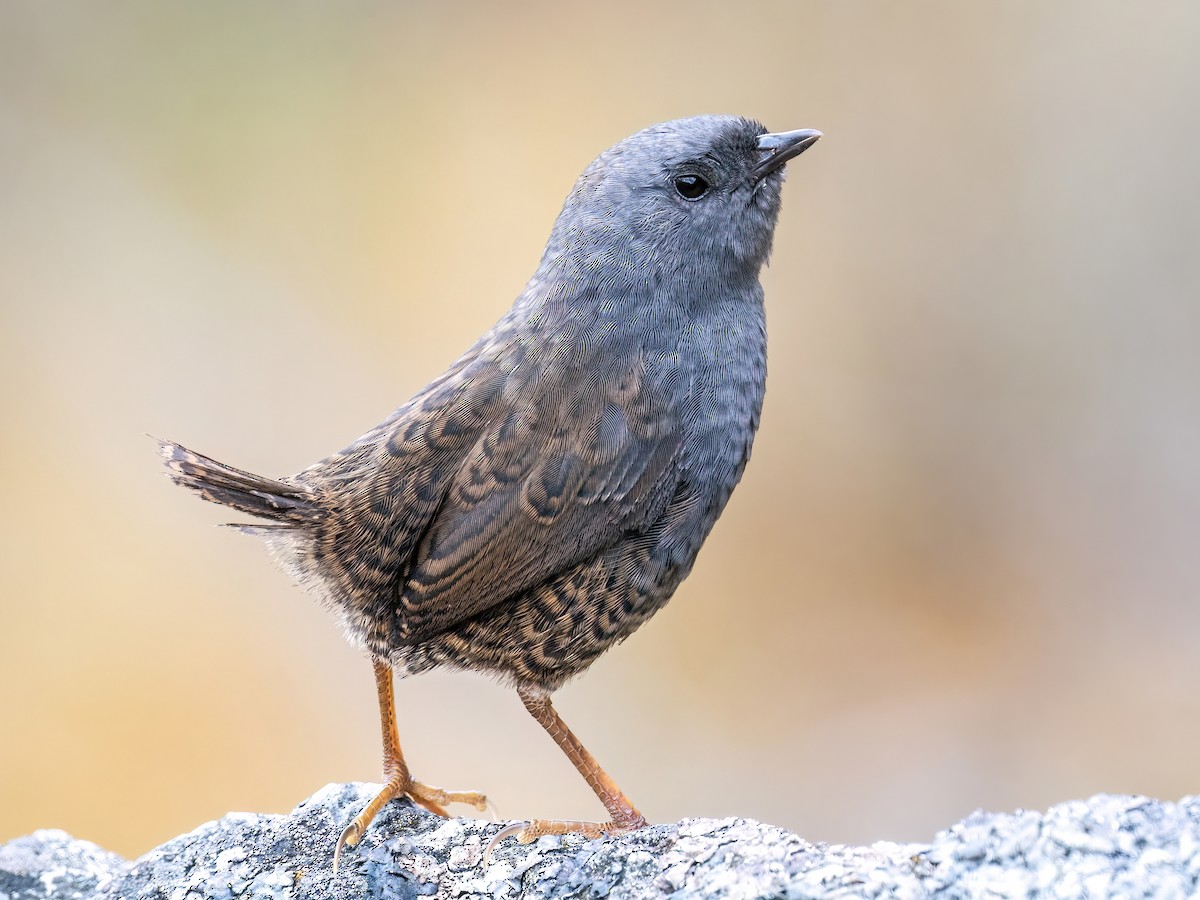 Ampay Tapaculo - Scytalopus whitneyi - Birds of the World