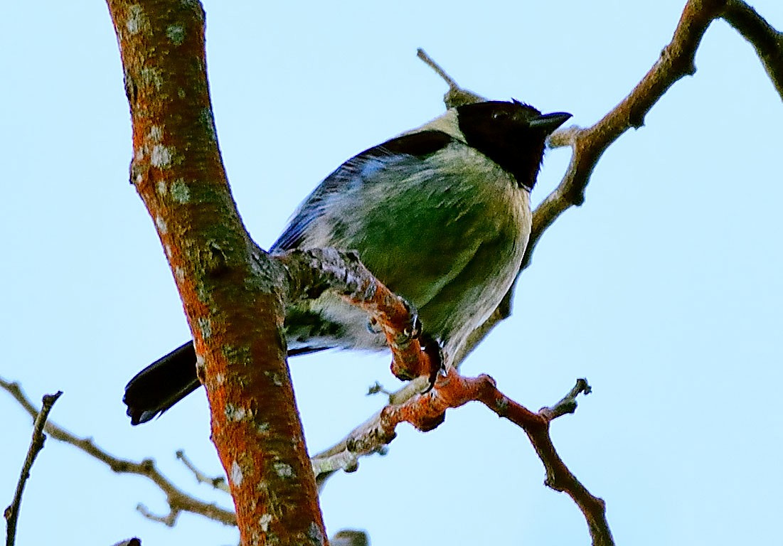 Black-headed Tanager - Ad Konings