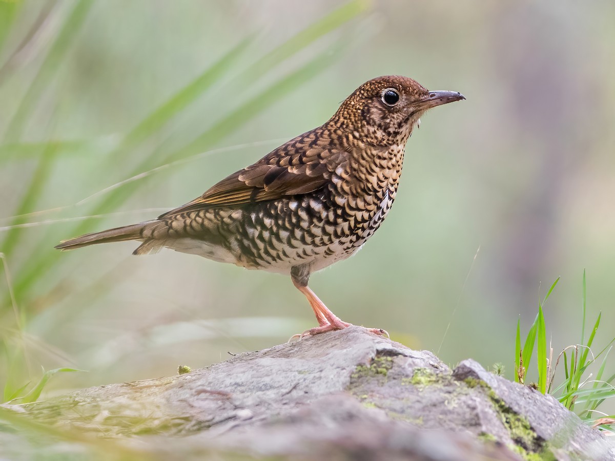 Bassian Thrush - Zoothera lunulata - Birds of the World