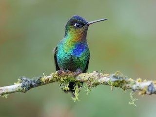  - Fiery-throated Hummingbird