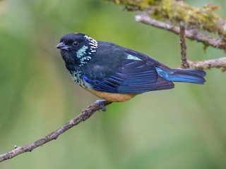  - Spangle-cheeked Tanager