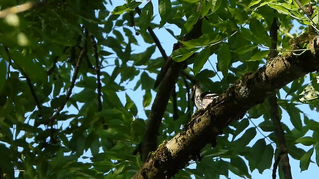 White-backed Woodpecker - ML584745321