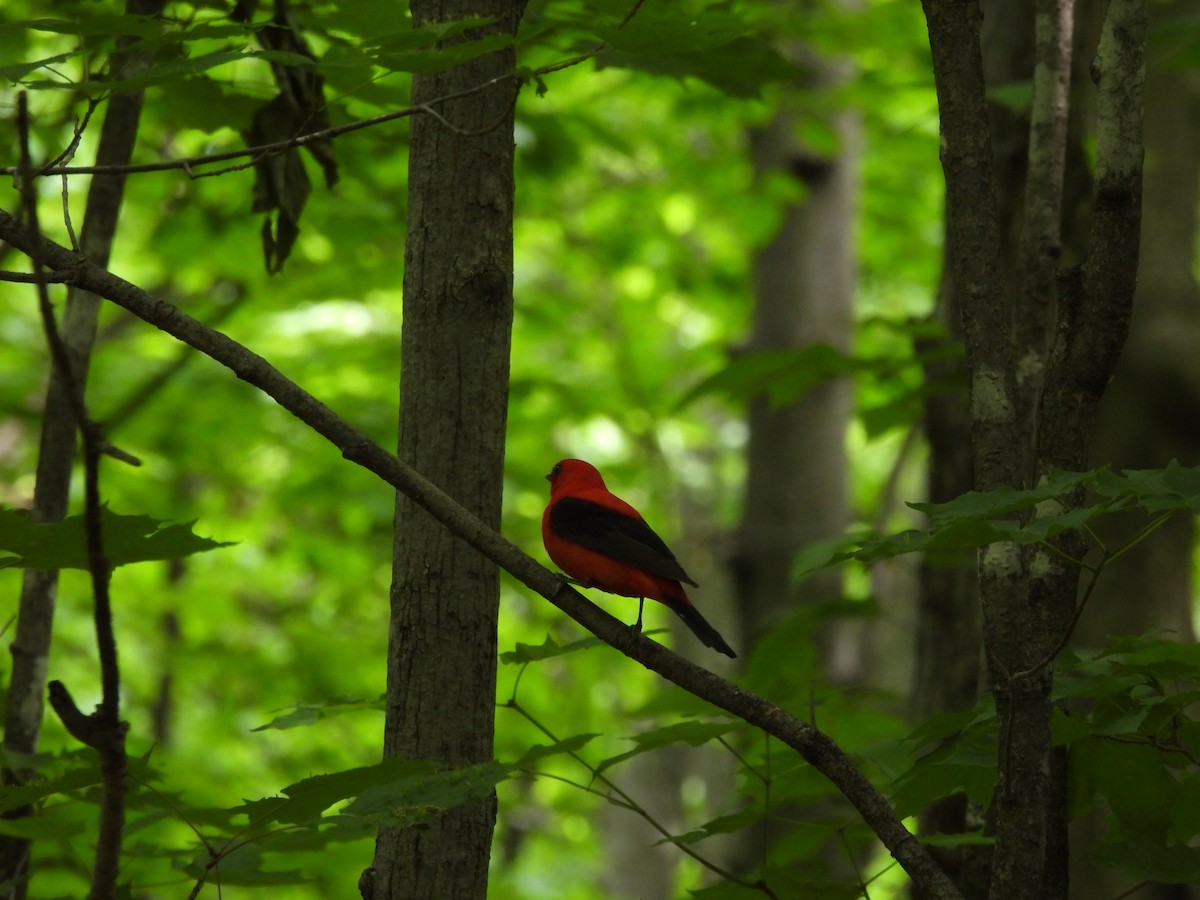 Scarlet Tanager - ML584745671