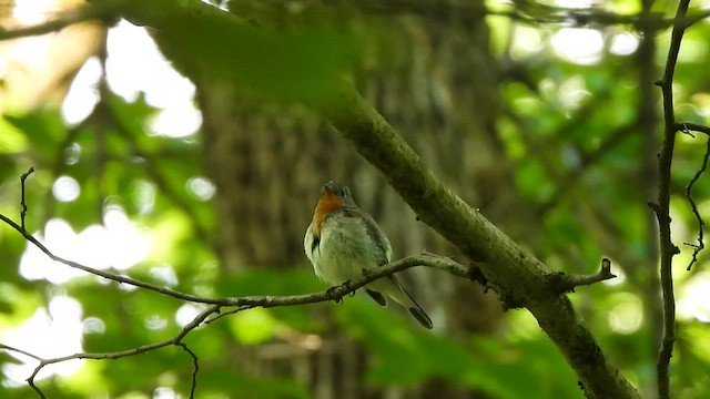 Red-breasted Flycatcher - ML584747241