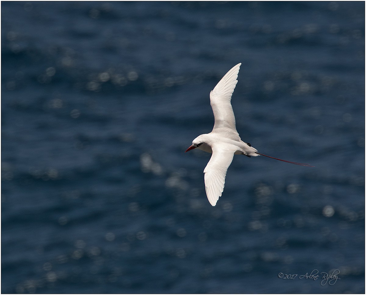 Red-tailed Tropicbird - ML58475041