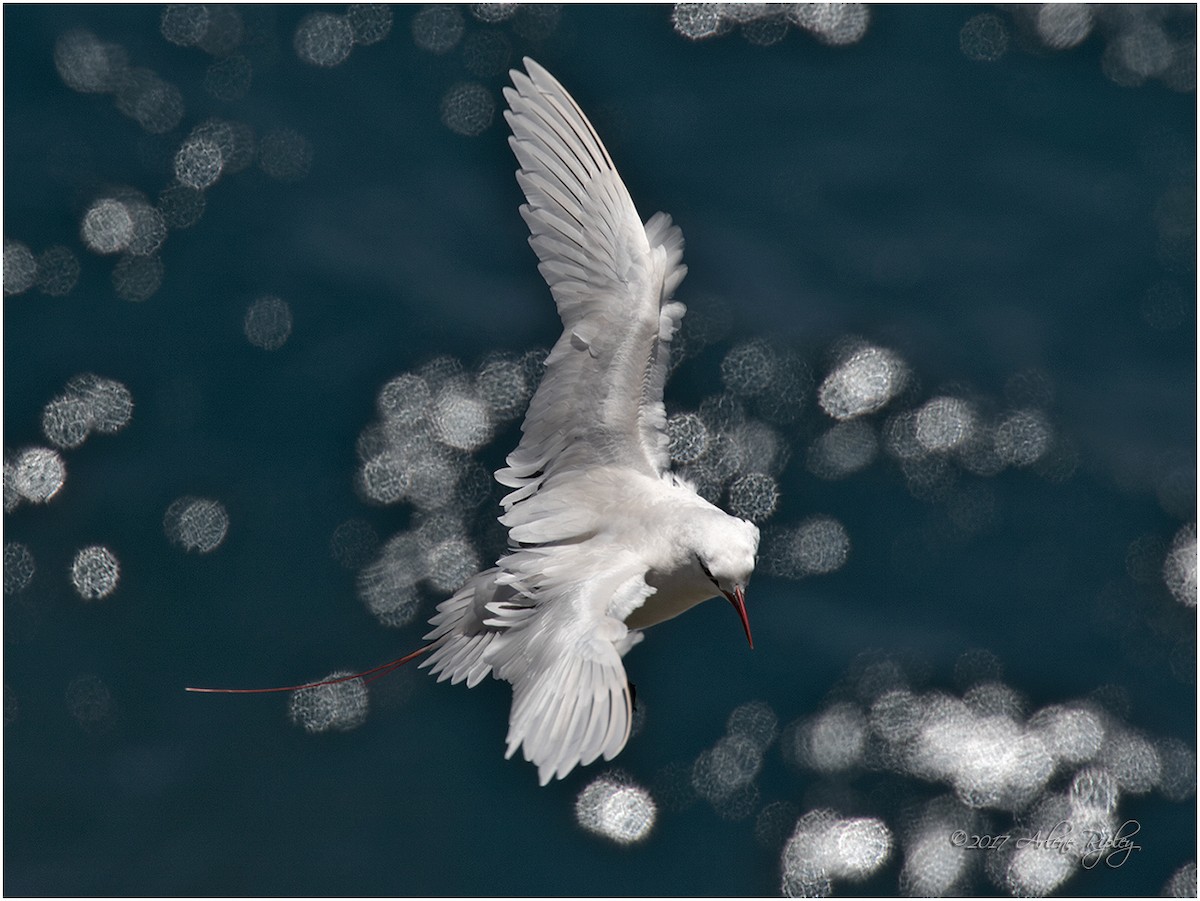 Red-tailed Tropicbird - ML58475051