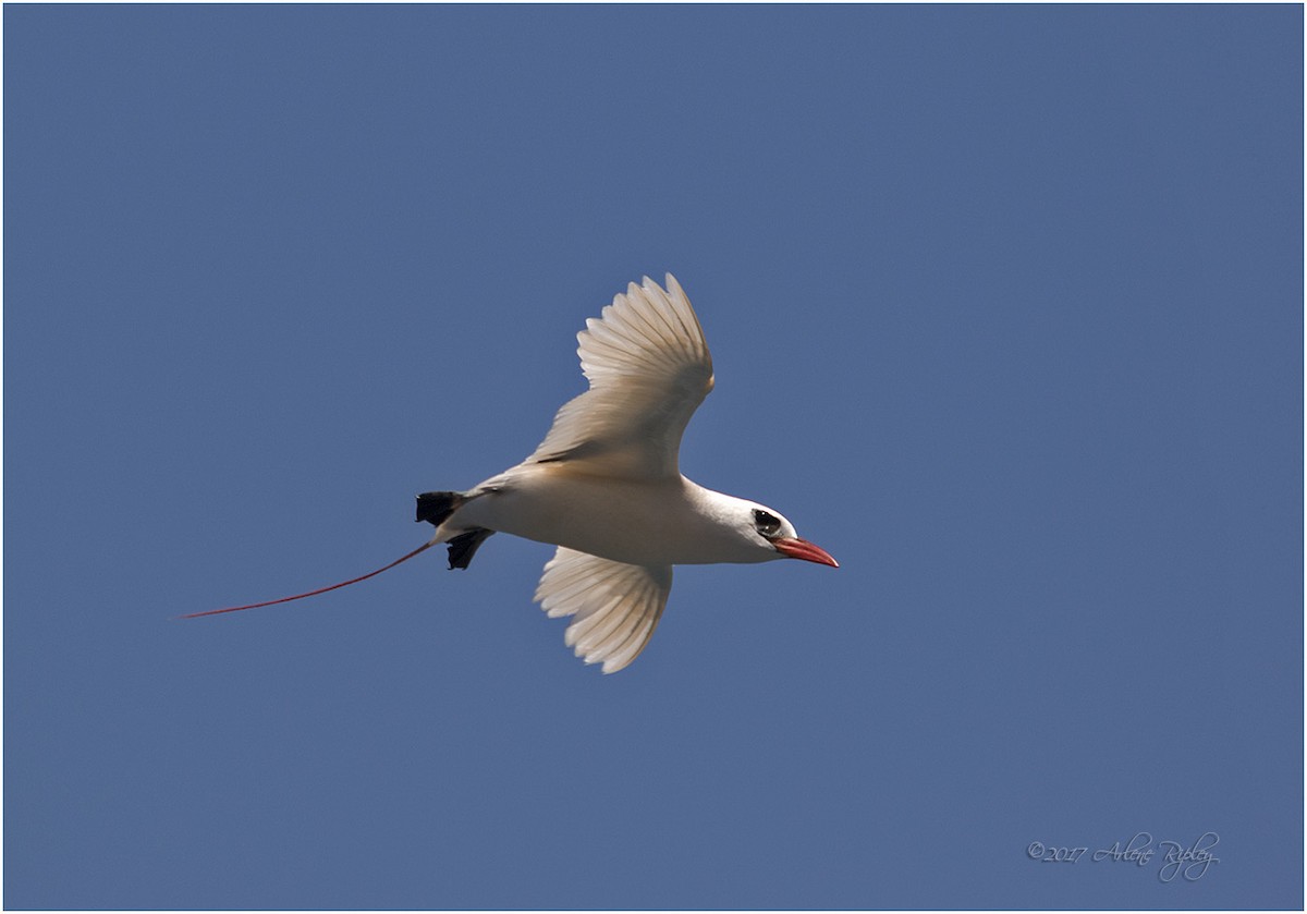 Red-tailed Tropicbird - ML58475061