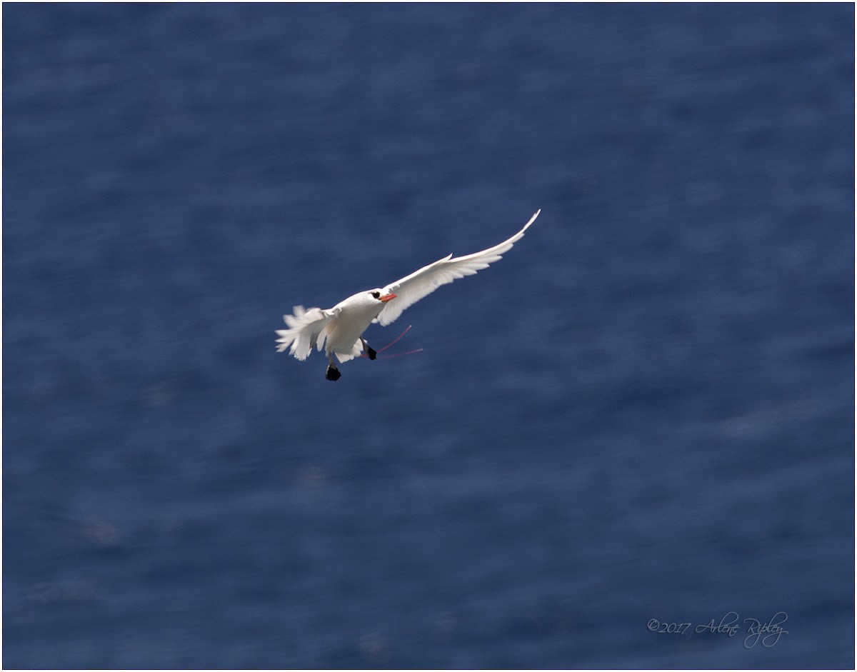 Red-tailed Tropicbird - ML58475071