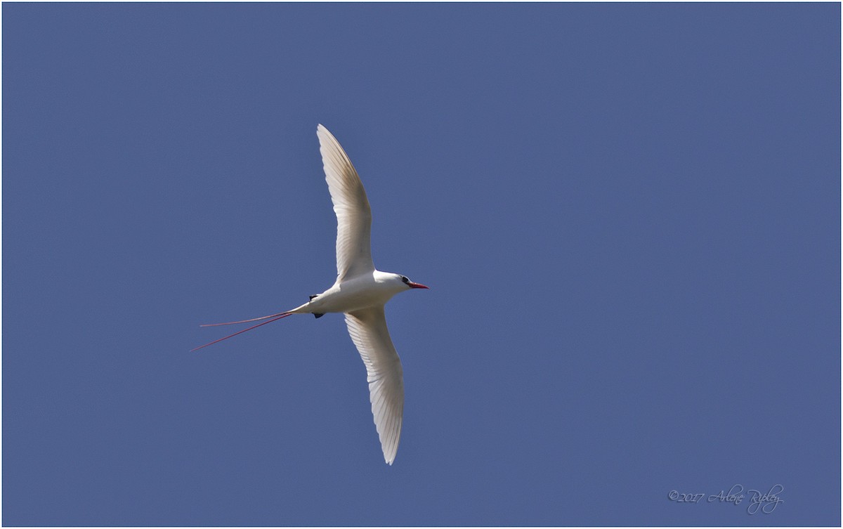 Red-tailed Tropicbird - ML58475091