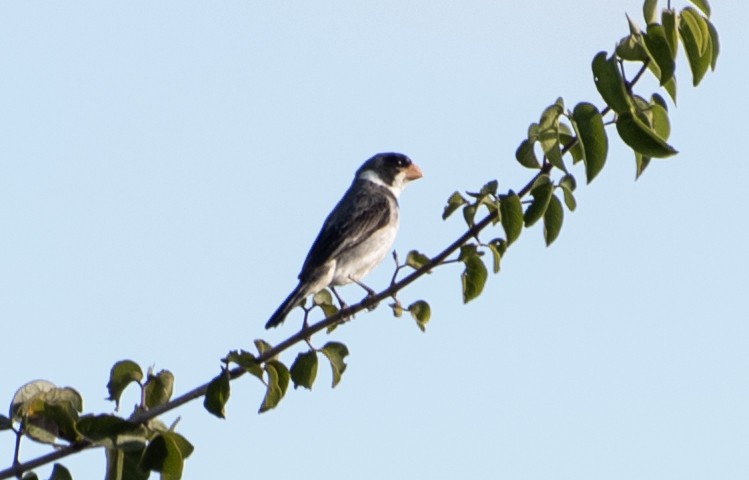 White-throated Seedeater - ML584751971