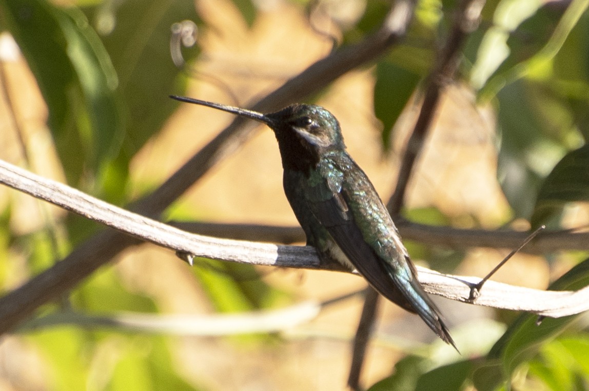 kolibřík fialovolímcový - ML584752161